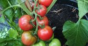 Zasadź prawdziwego giganta wśród pomidorów. Owoc może ważyć nawet 1 kg