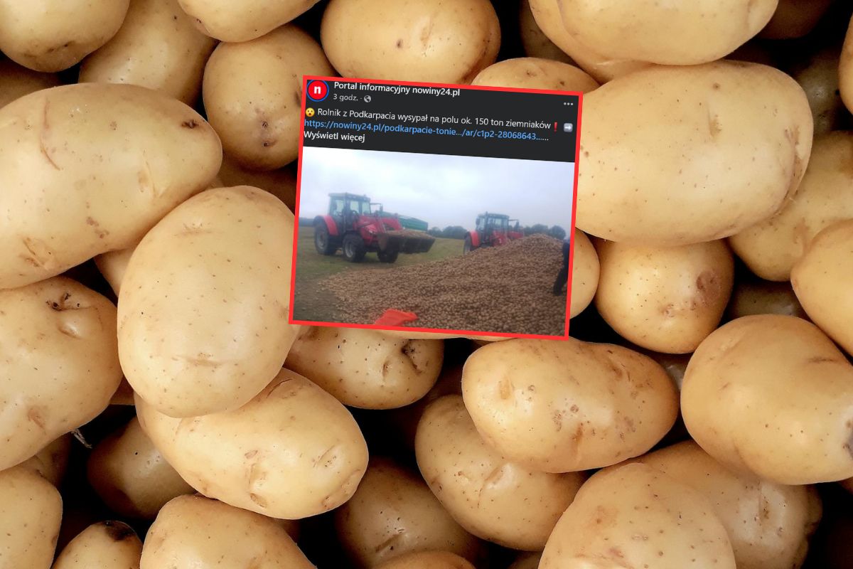 Wysypał 150 ton ziemniaków. Rolnik rozdaje je za darmo