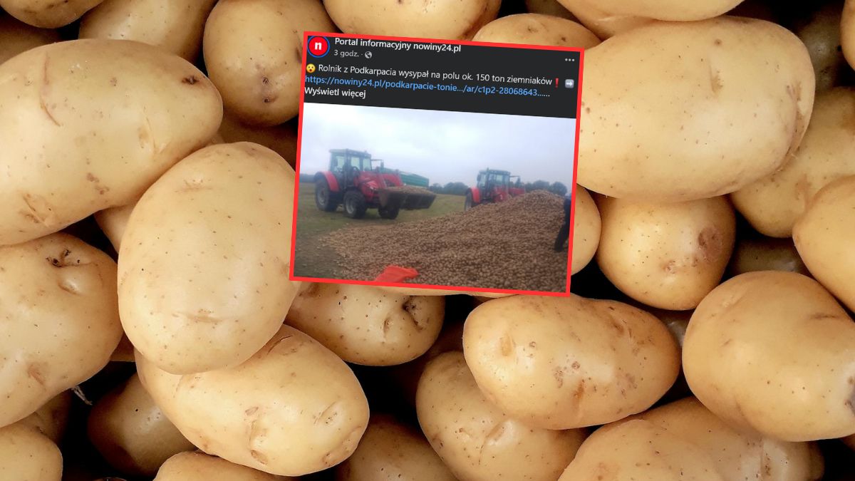  Rolnik na Podkarpaciu rozdaje ziemniaki za darmo