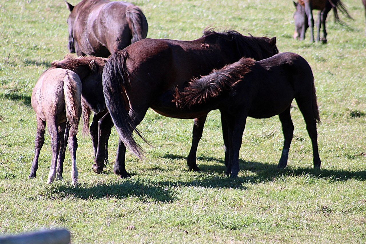 Regietów: Spotkanie z hucułami w Stadninie Koni Huculskich "Gładyszów"