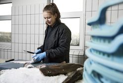 Komory gazowe i strzały w głowę. Tak powstaje twój obiad