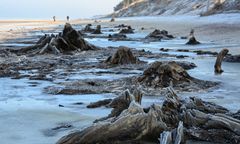 Morze odsłoniło prastary las. Niezwykłe zjawisko przyciąga tłumy