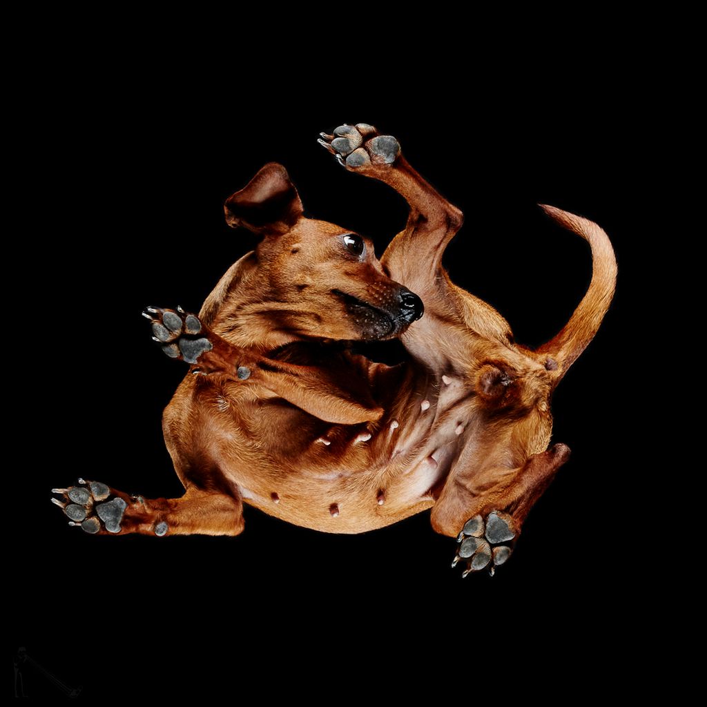 Nowy projekt Andriusa Burby. Tym razem na warsztat weszły psy, które sfotografował z dołu 15