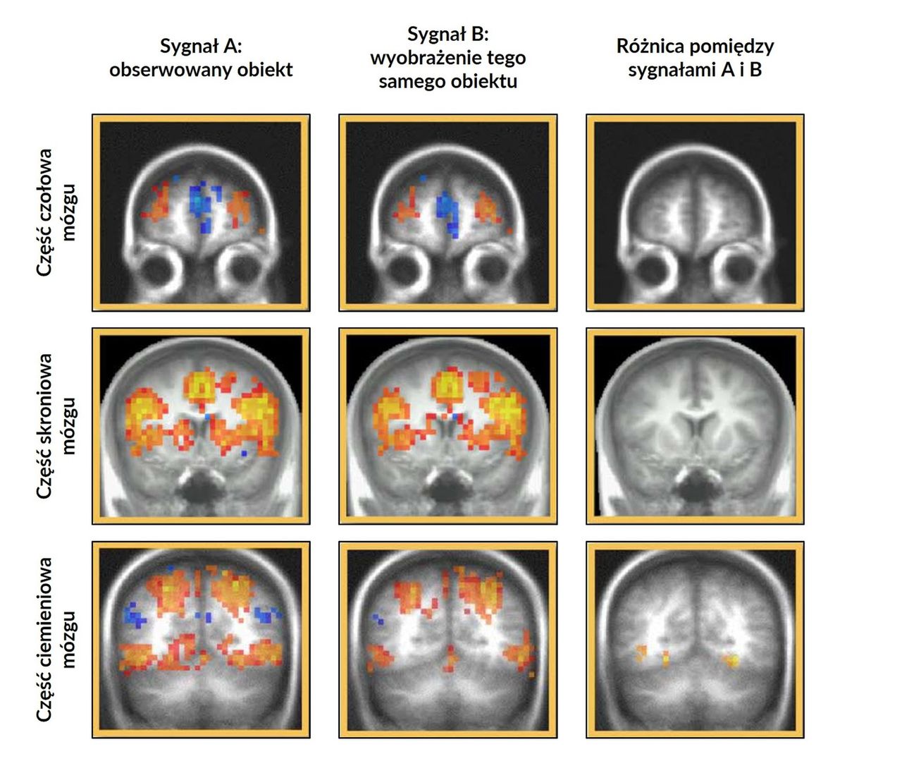 Zmiany w aktywności różnych obszarów mózgu u osoby, która obserwowała obraz (pierwsza kolumna) lub jedynie go sobie wyobrażała (druga kolumna). Trzecia kolumna przedstawia różnicę pomiędzy nimi.