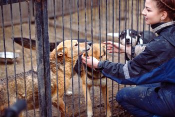 Radom: Wielki Marsz Adopciaków i Kundelków