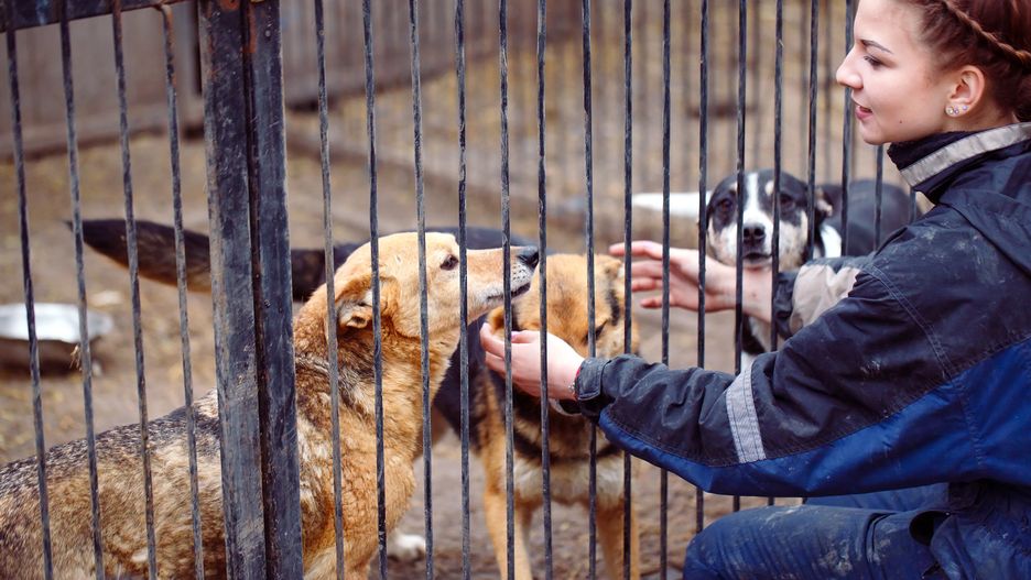 Wielki Marsz Adopciaków i Kundelków
