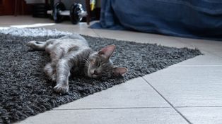 Kot wpadł w tarapaty, a dokładnie do studni. Z pomocą ruszyli mu zielonogórscy strażacy