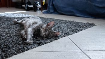 Kot wpadł w tarapaty, a dokładnie do studni. Z pomocą ruszyli mu zielonogórscy strażacy