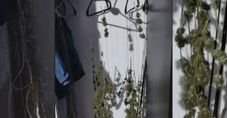 W szafie zamiast ubrań marihuana. 25-latek suszył krzaki. Grozi mu 10 lat więzienia