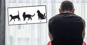 Zastanawiasz się, czy jesteś pechowcem? Spójrz na trzy koty i poznaj odpowiedź
