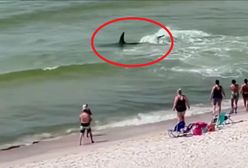 Polował przy plaży. Nagranie mrozi krew w żyłach