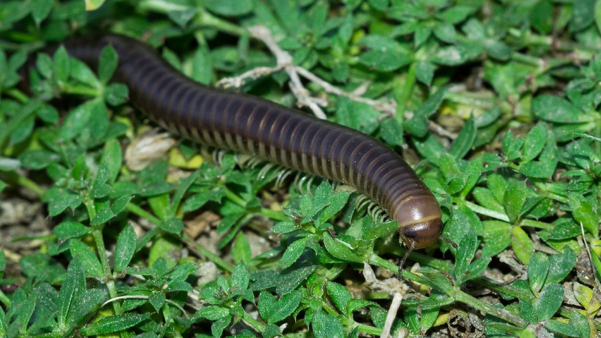 Krocionogi wydzielają toksyczne substancje