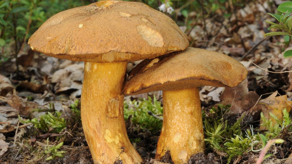 Maślak zdecydowanie zasługuje na zdecydowanie większą uwagę