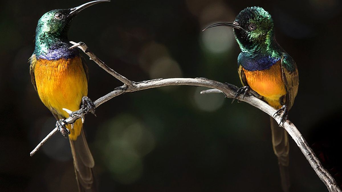 Co się stanie, gdy fotograf podwodny pójdzie robić zdjęcia ptaków? 1