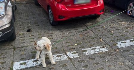 Zostawiła psa w nagrzanym aucie i poszła na plażę