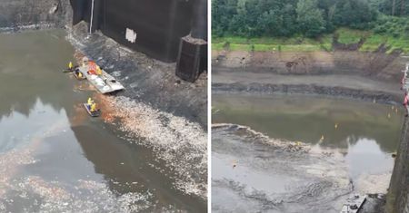 Dramat ekologiczny w Zalewie Pilchowickim. Tysiące śniętych ryb