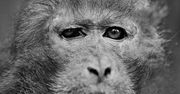 Bardziej ludzkie od ludzi. Wyjątkowe portrety zwierząt autorstwa Jacka Kusza [wywiad]