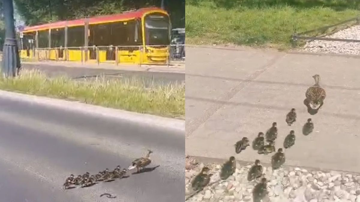 Matka młodych kaczuszek postanowiła przekroczyć ulicę Marszałkowską