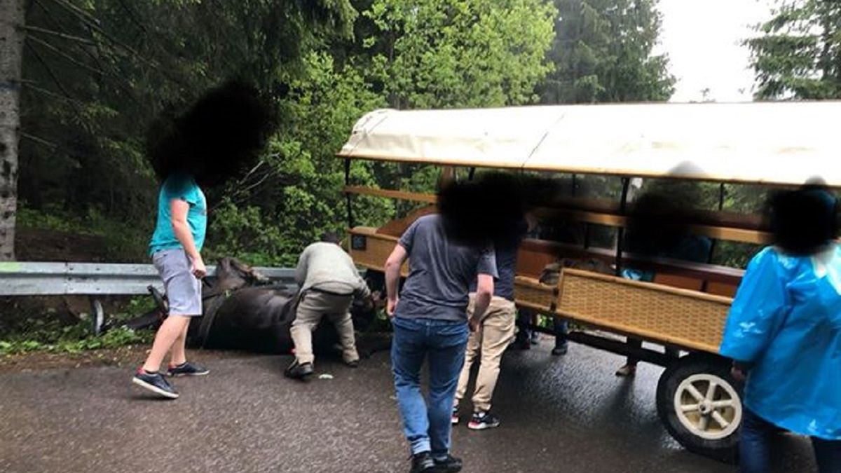 Koń, który ciągnął zaprzęg, trafił do rzeźni. 