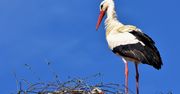 Rekordowa liczba bocianów na Słowacji. Powód do radości, ale i niepokoju