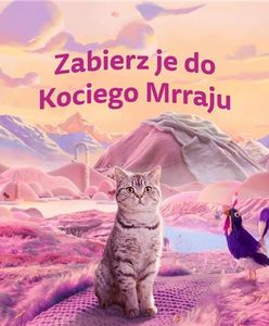 9 na 10 opiekunów kotów w Polsce uważa, że ich kot ma unikalną osobowość - sprawdź, co czyni pupila szczęśliwym