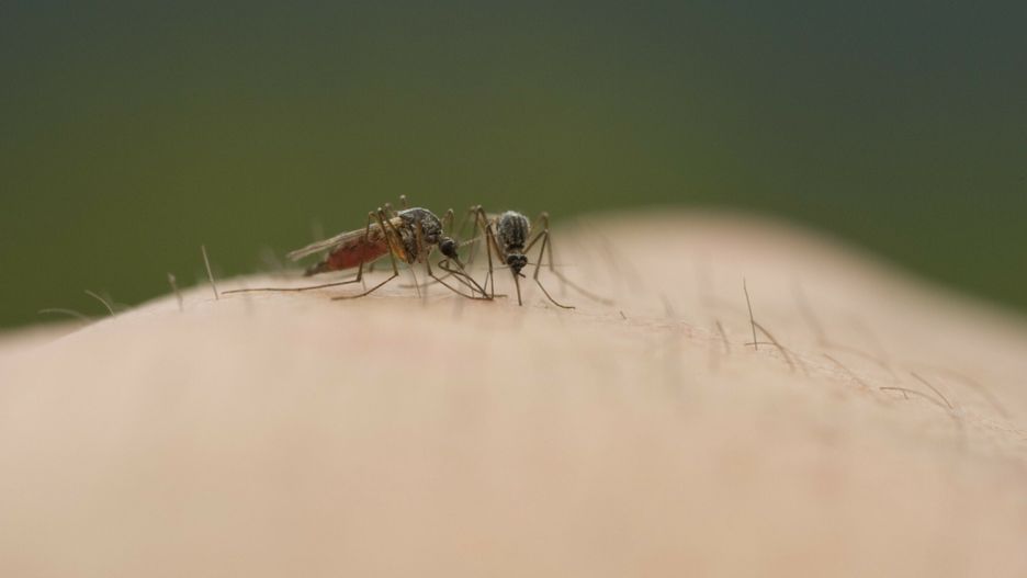 Świnoujście. Inwazja komarów nad morzem 