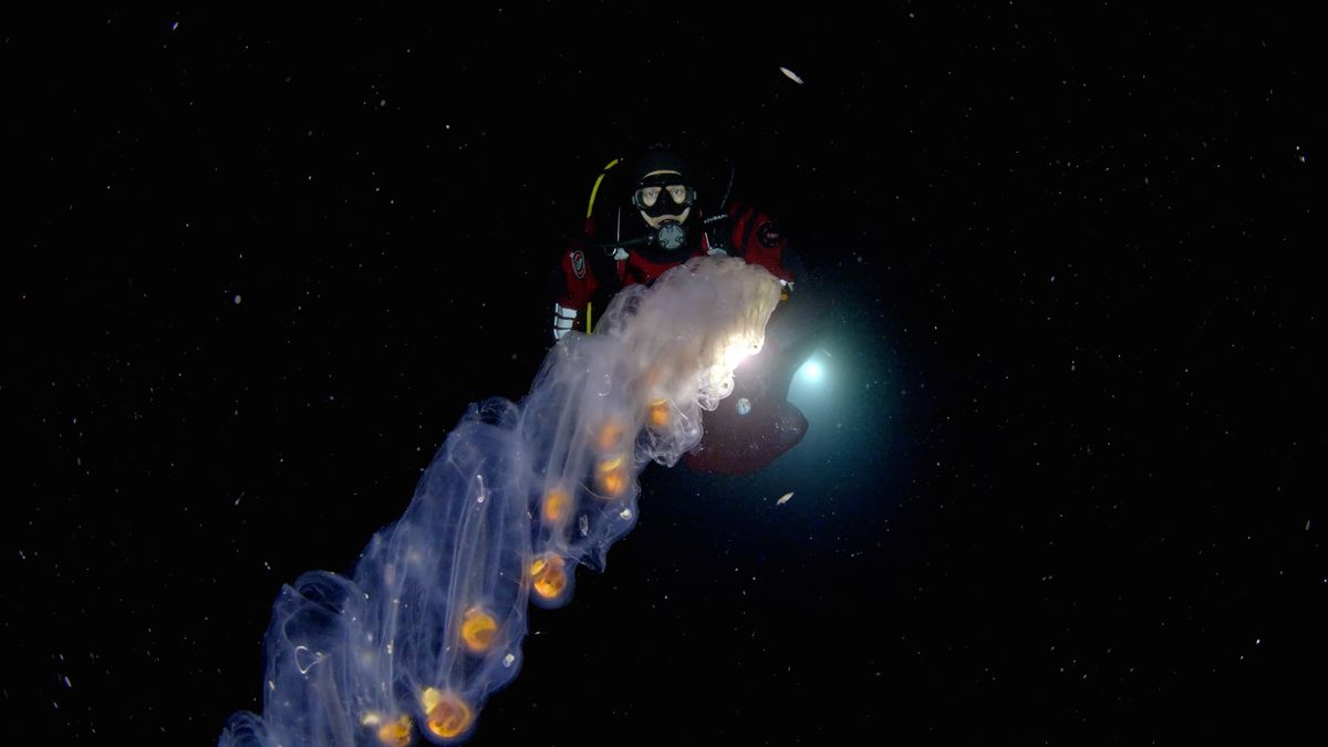 Nocne sekrety Morza Śródziemnego. Nie wyobrażasz sobie, co kryje się w głębi 1