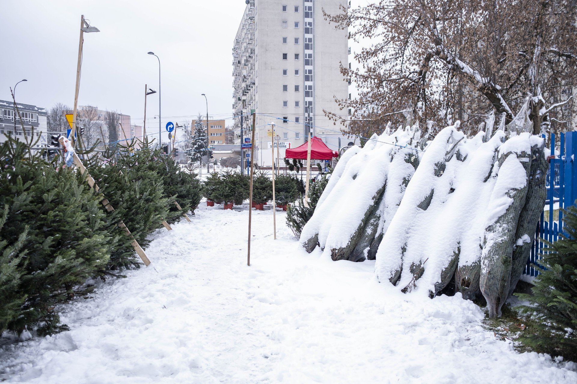 Darmowe drzewka za elektroodpady (i nie tylko)