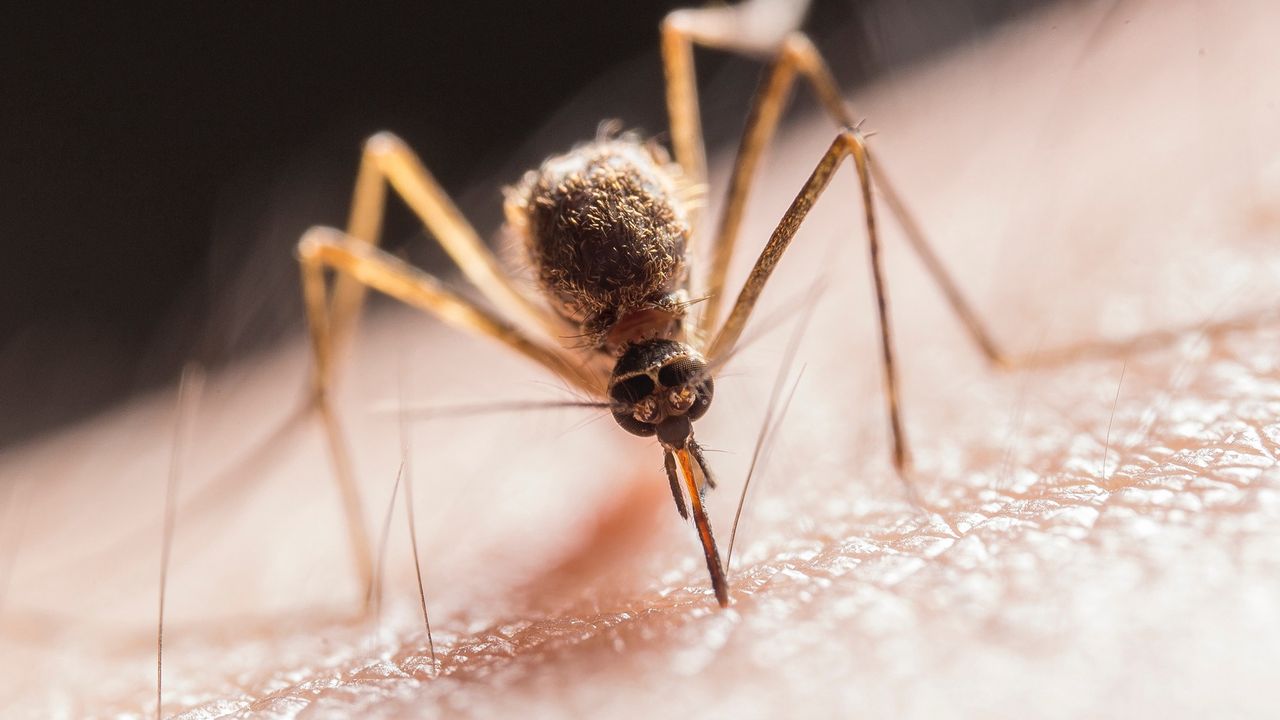 Przyciągasz komary jak magnes? Naukowcy wiedzą dlaczego