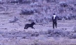 Ludzie byli w szoku. Turysta ignorował zagrożenie. Sceny w Yellowstone
