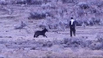 Ludzie byli w szoku. Turysta ignorował zagrożenie. Sceny w Yellowstone