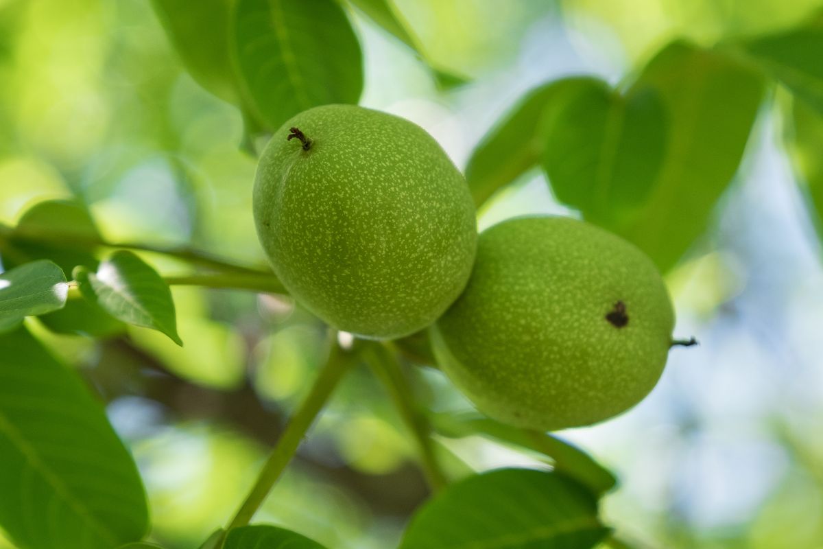 Green walnuts