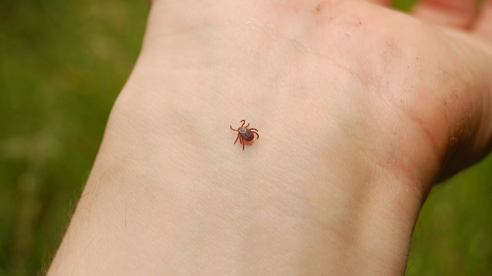 Objawy boreliozy to nie tylko zmiany skórne, ale również zmiany w narządach wewnętrznych