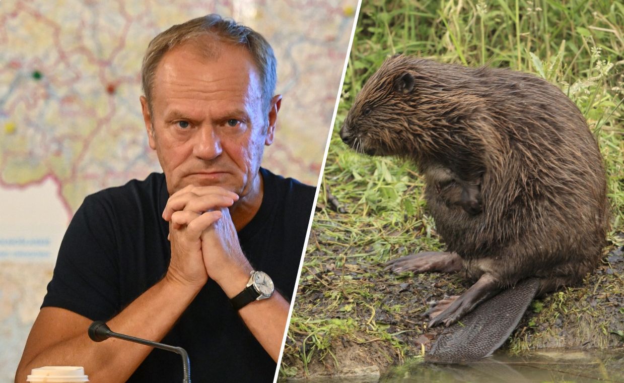 Premier Tusk i bobry.  "Tak, czasami należy wybierać"