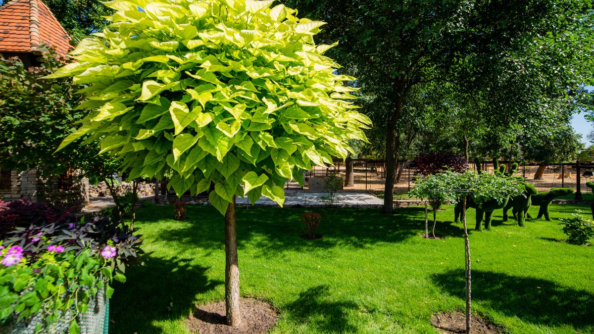 Katalpa idealnie sprawdzi się w przydomowym ogrodzie