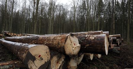 Duże zagrożenie w lasach. Szykuje się wycinka!