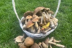 Wysyp w polskich lasach. Ekspert pewny: Nieczęsto spotykane