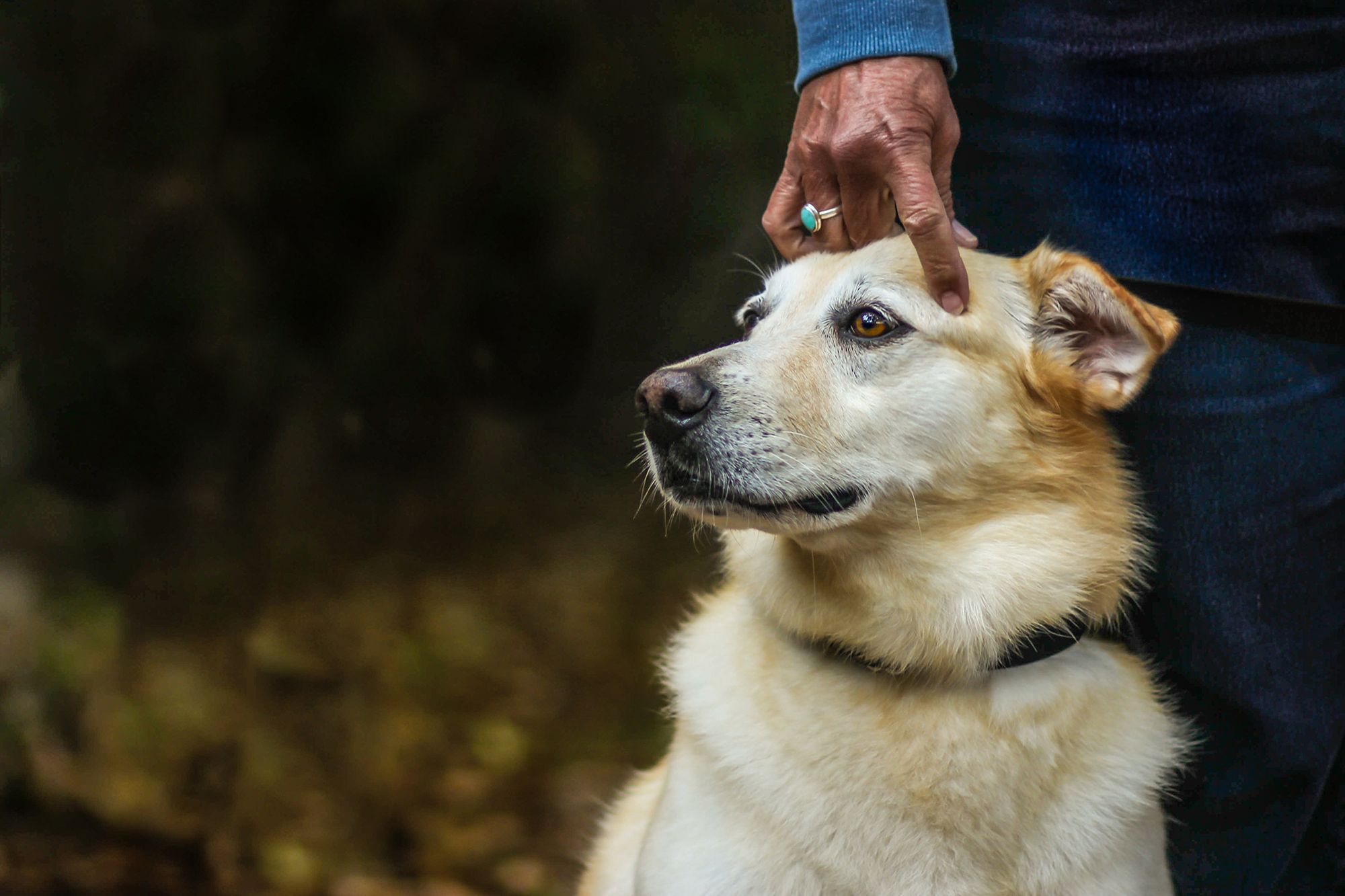 Najpiękniejsze zdjęcia psów w konkursie Dog Photographer of the Year 2018 16