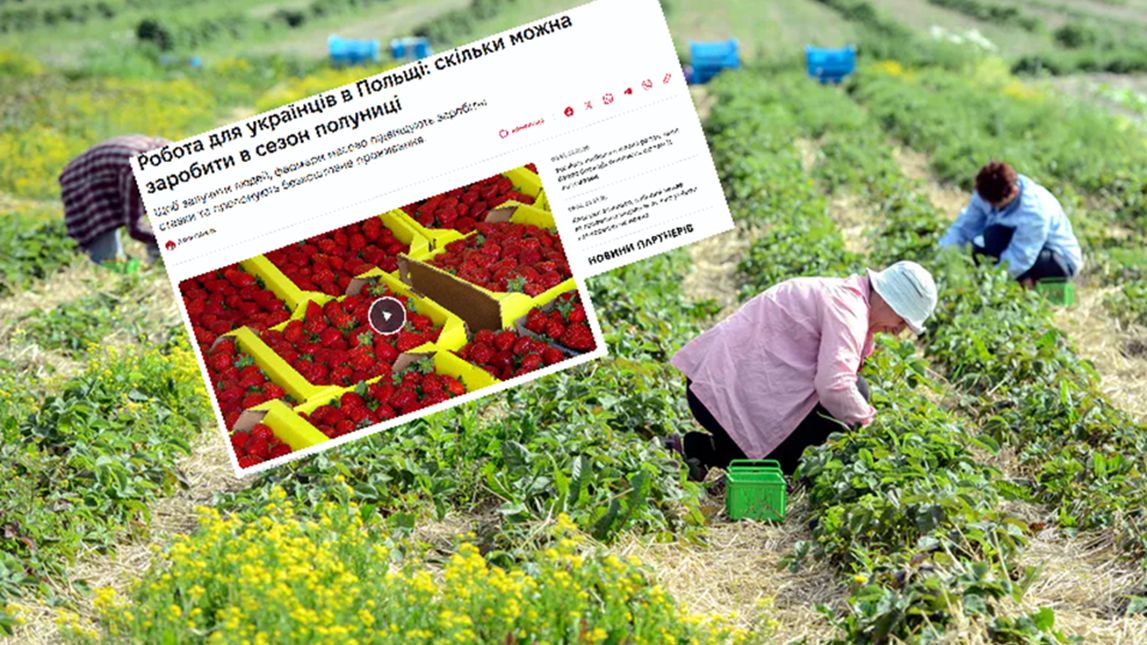Ukraińskie media piszą o polskich zbiorach truskawek