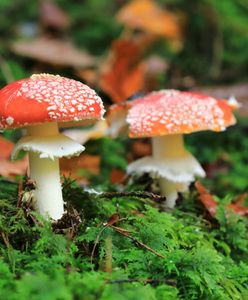 Dziesiątki zatruć. Lekarze ostrzegają przed niebezpieczną modą