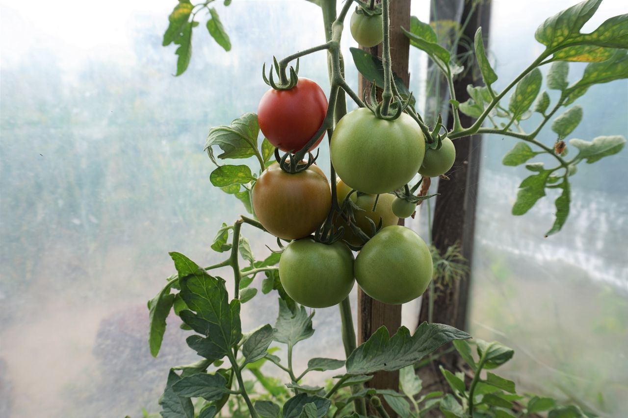 Homemade tomato spray: Fight gray mold with dandelions and garlic