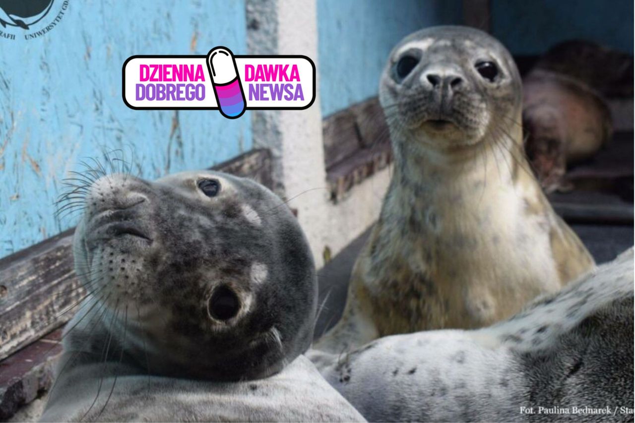 Nakarm i pogłaszcz fokę. Teraz to możliwe. Czas tylko do 4 maja