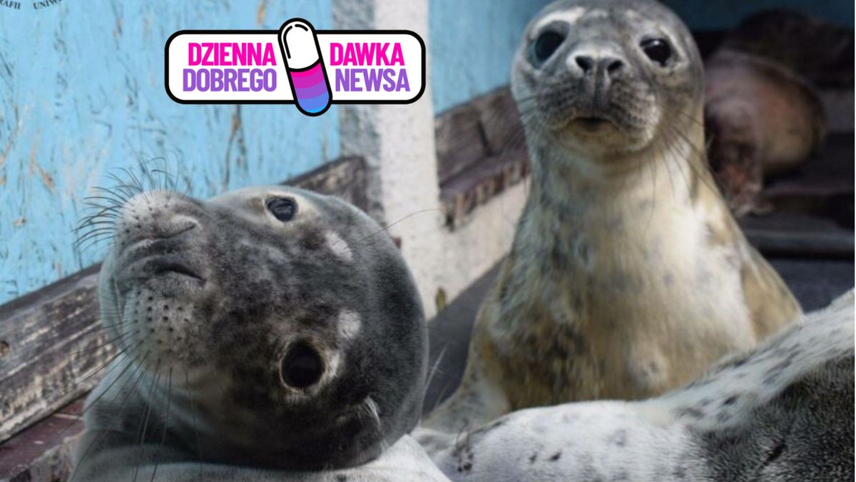 Fokarium na Helu szuka wolontariuszy