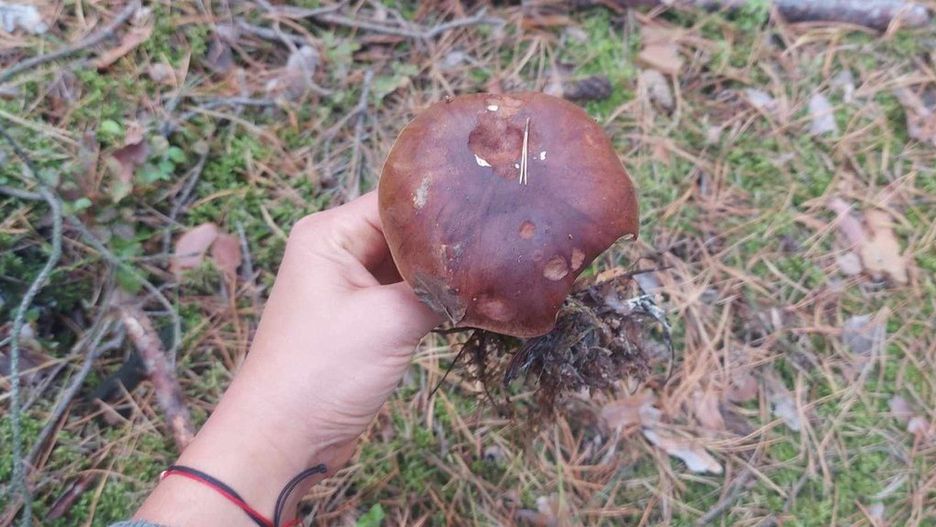 Czemu niektórzy Polacy nie chcą zbierać grzybów?