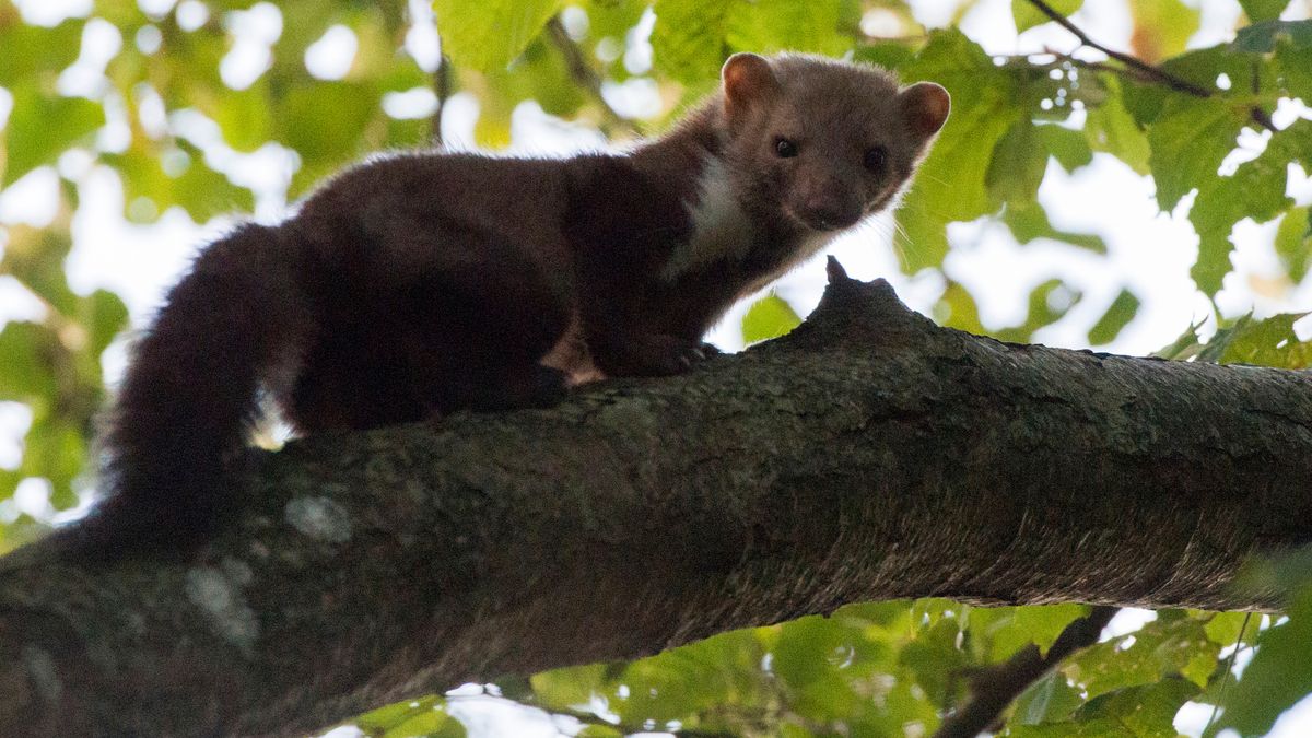 Zajęliśmy tereny zwierząt i ponosimy tego konsekwencje