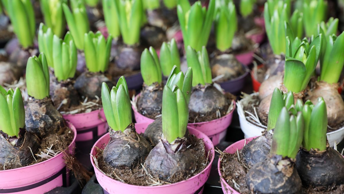 Kiedy sadzić hiacynty?