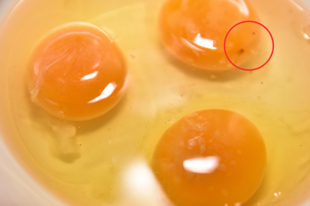 Czerwona plamka w jajku