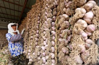 Czosnek za dom. W Chinach kwitnie handel barterowy