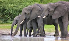 Słonie w San Diego zareagowały na trzęsienie ziemi. Zoo udostępniło nagranie