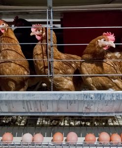 Afera paszowa. Słowackie władze odradzają jedzenie mięsa drobiowego z Polski